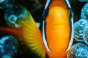 A close-up of a fish with a yellow body and black markings, surrounded by bubbles.