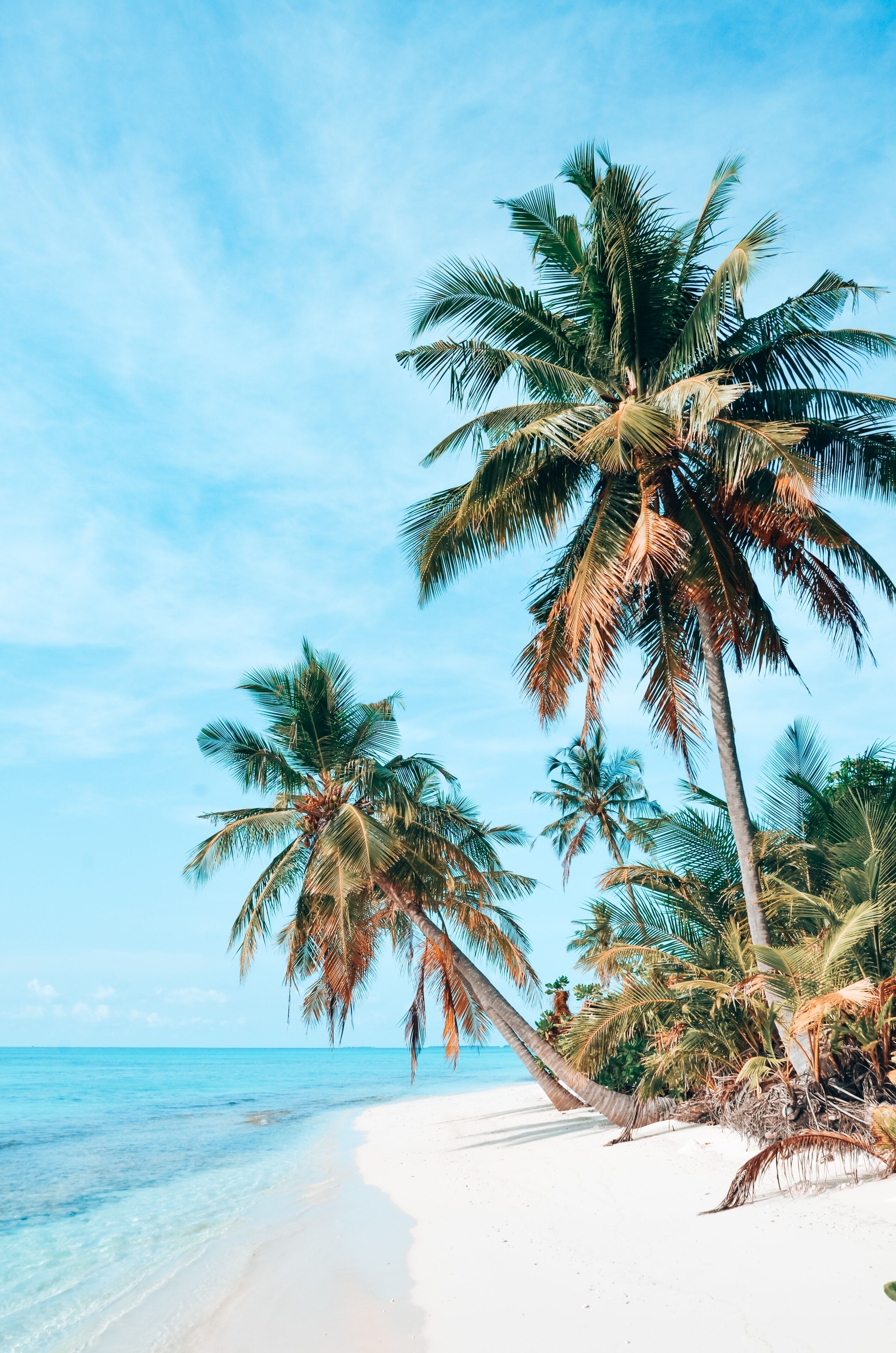 A beach with palm trees and clear blue water.