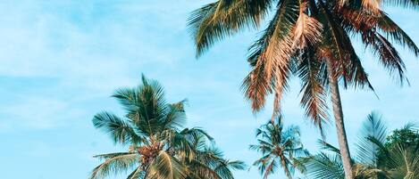 A beach with palm trees and clear blue water.