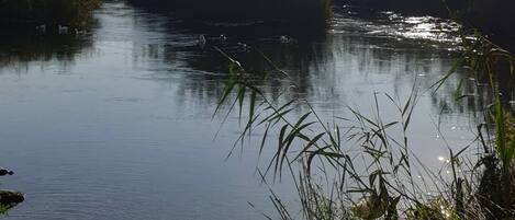 A calm river with ducks, surrounded by dense vegetation and hills in the background.