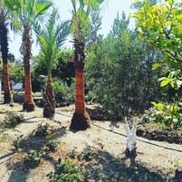 Jardín