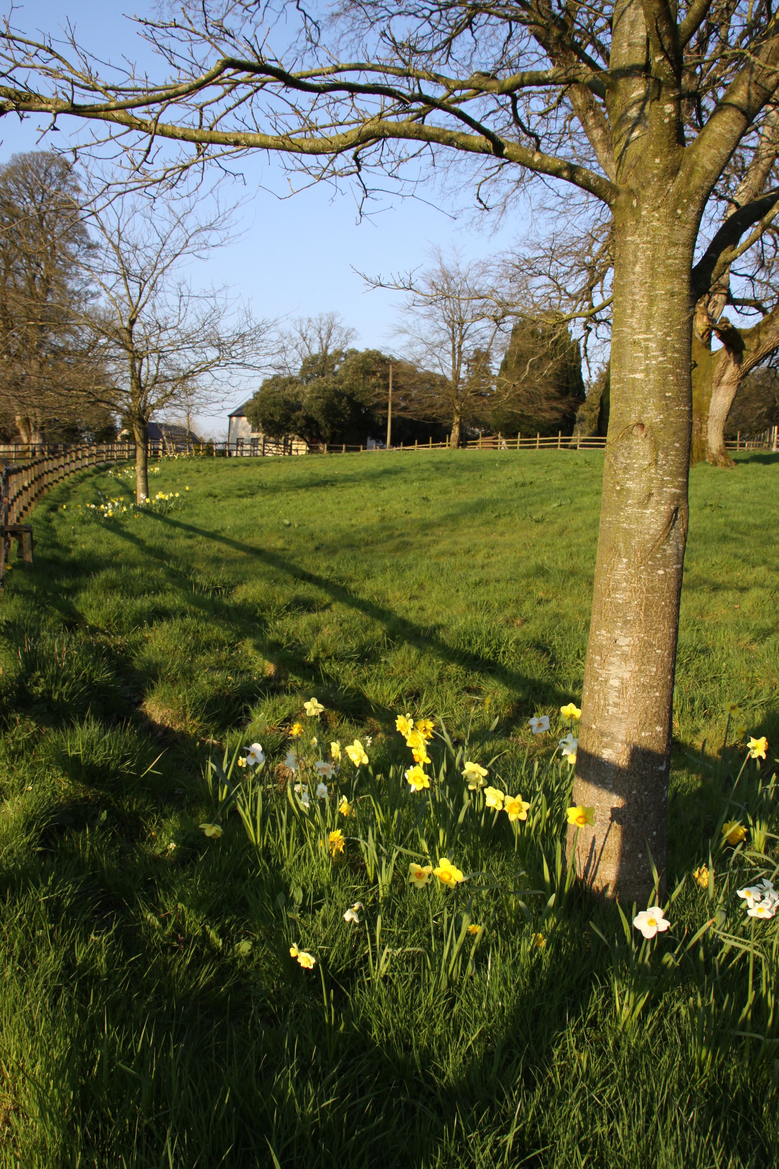 A grassy field with a tree and daffodils.