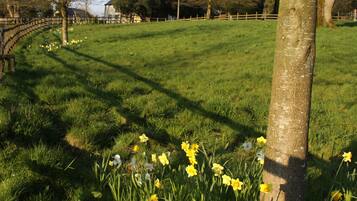 A grassy field with a tree and daffodils.