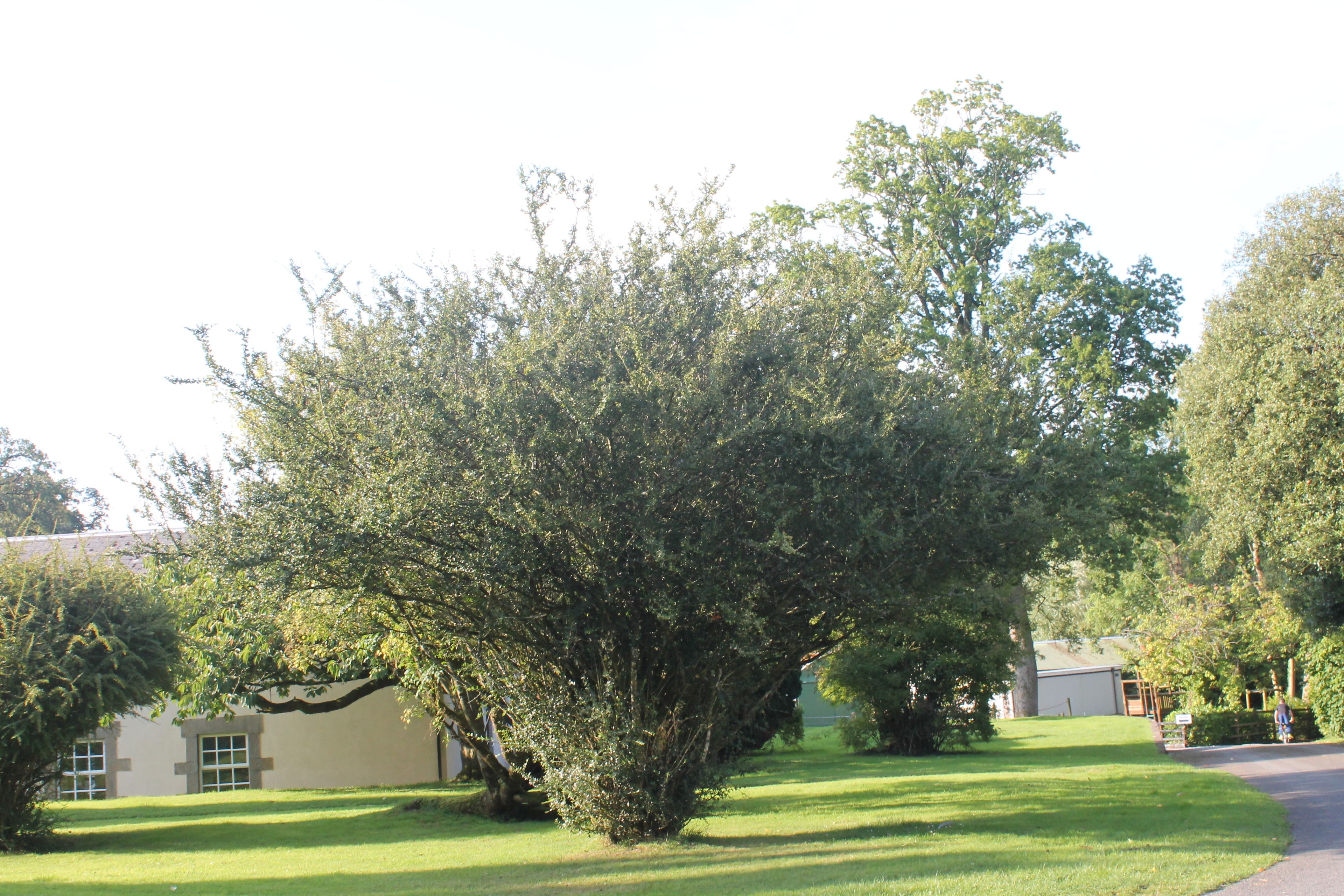 A residential area with a large tree in the foreground, a house with a garage, and a clear sky.