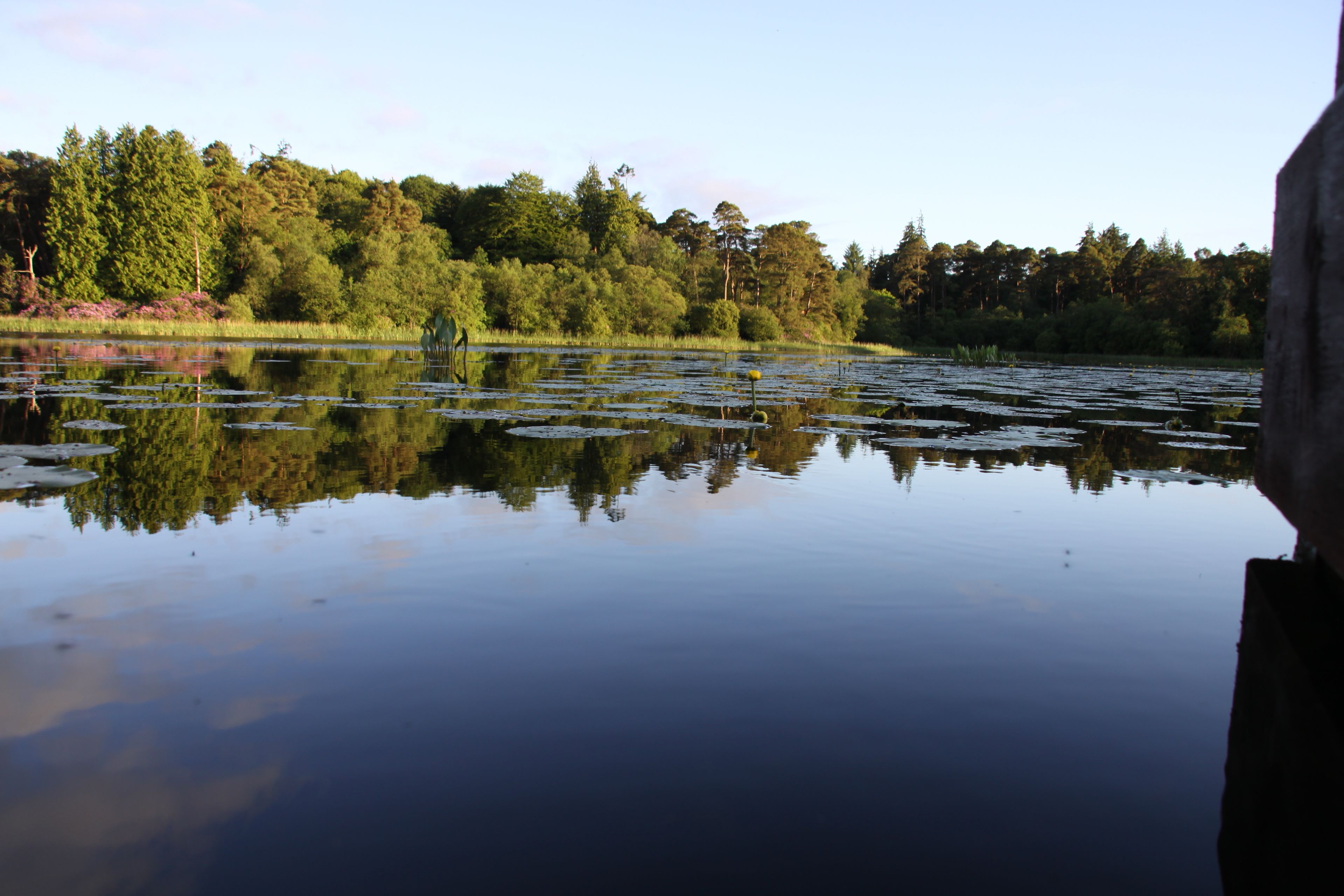 A calm lake with reflections of trees and a clear sky.