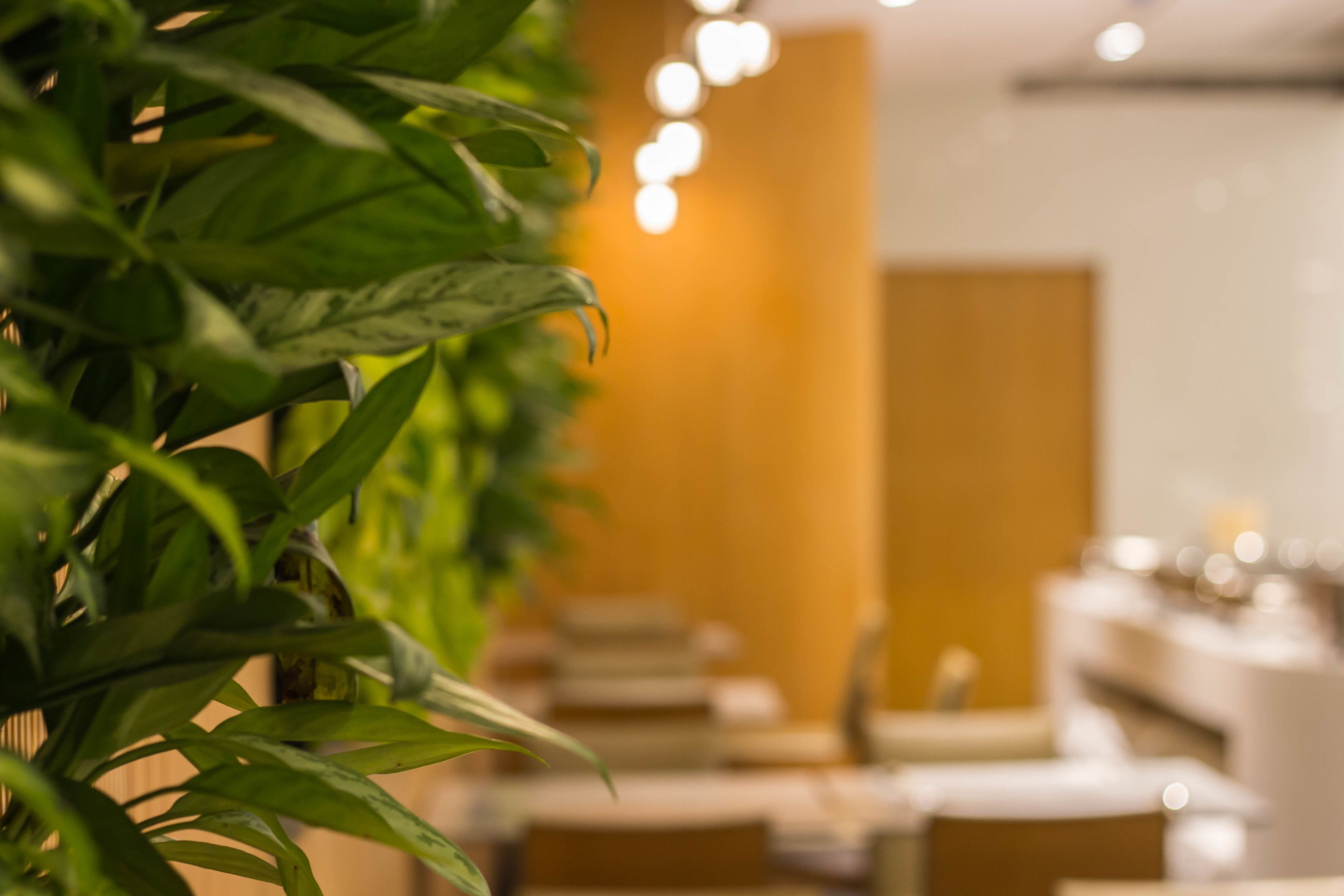 A room with a plant in the foreground, a wooden door, and a counter with items on it.