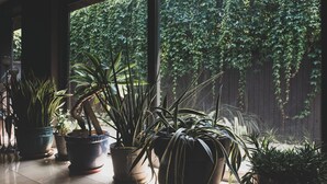 A room with large windows overlooking a garden, potted plants on the floor, and a wooden fence in the background. - B&B Design (Bologna)