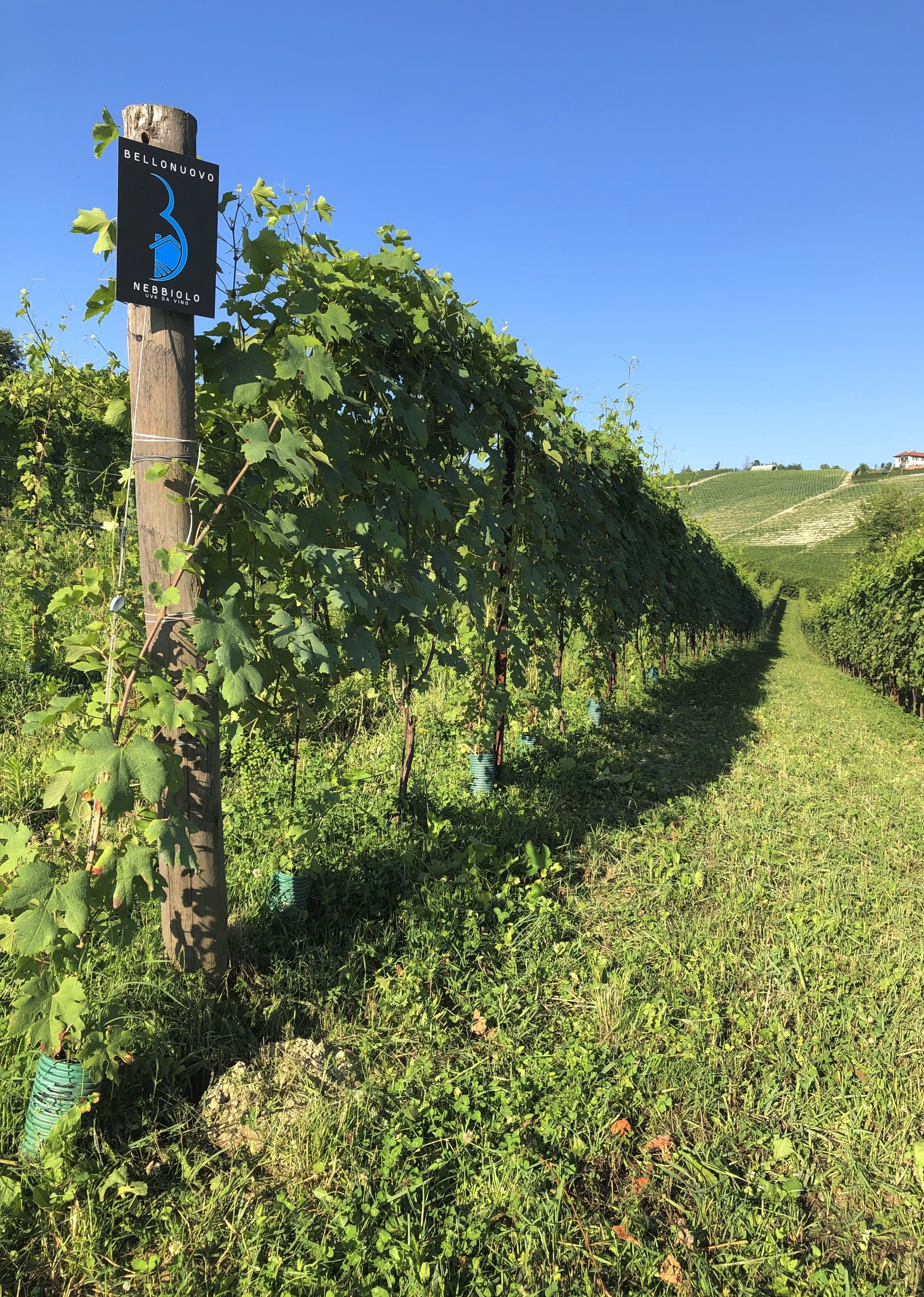 Un vignoble avec des rangées de vignes et un panneau indiquant « Bellonuovo » et « Nebbiolo ».