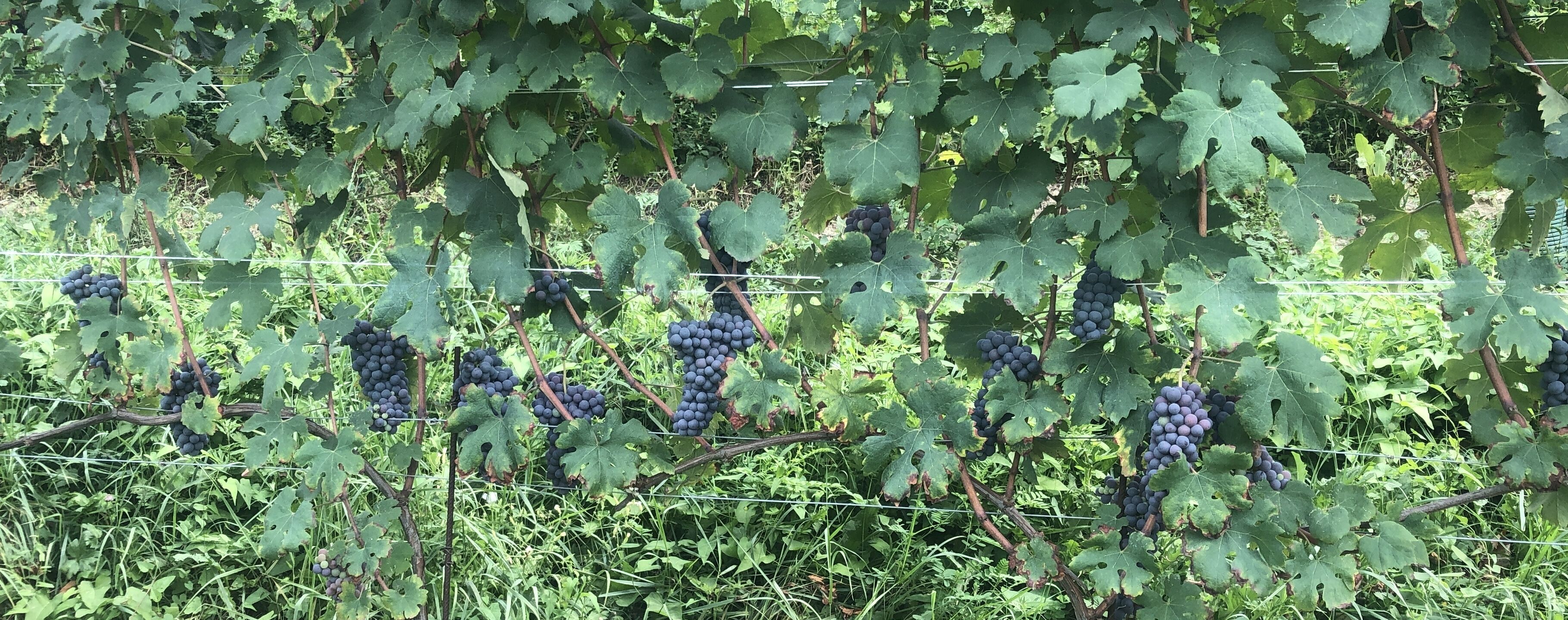 Un vignoble où l’on peut voir des grappes de raisins d’un violet foncé pendant aux sarments.
