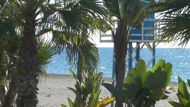 A beach with palm trees and a structure with a blue roof.
