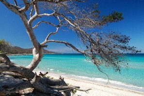 Une plage à l’eau turquoise et limpide, un rivage de sable blanc et un arbre imposant aux branches nues.