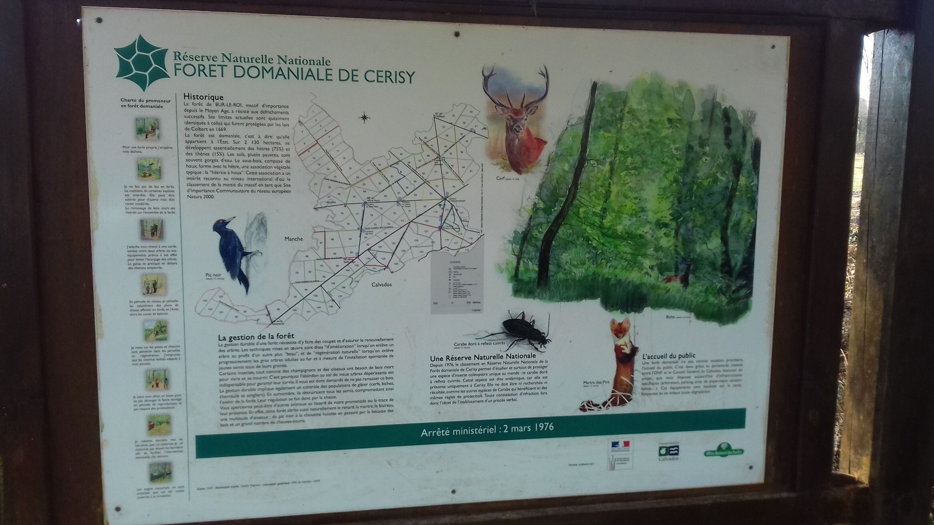 A framed informational poster about the RÉSERVE NATURELLE NATIONALE FORET DOMANIÈRE DE CERISY, including a map, wildlife illustrations, and text about forest management.
