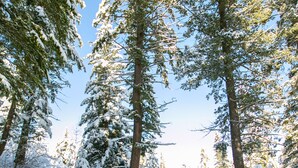 A snow-covered road with a sign indicating 'Berg Creek Log Cabin'.