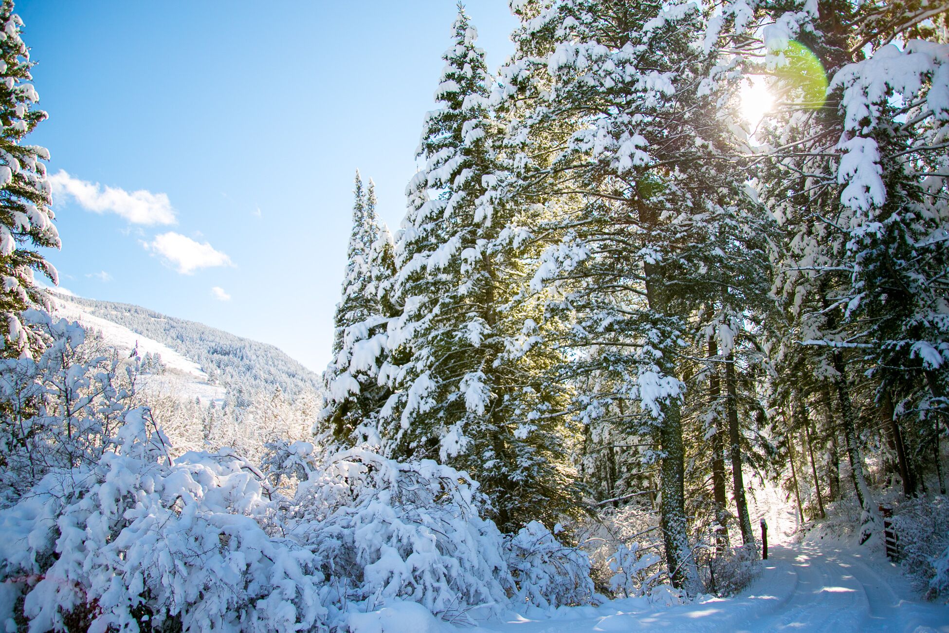 A snowy forest scene with dense evergreen trees and a clear sky.