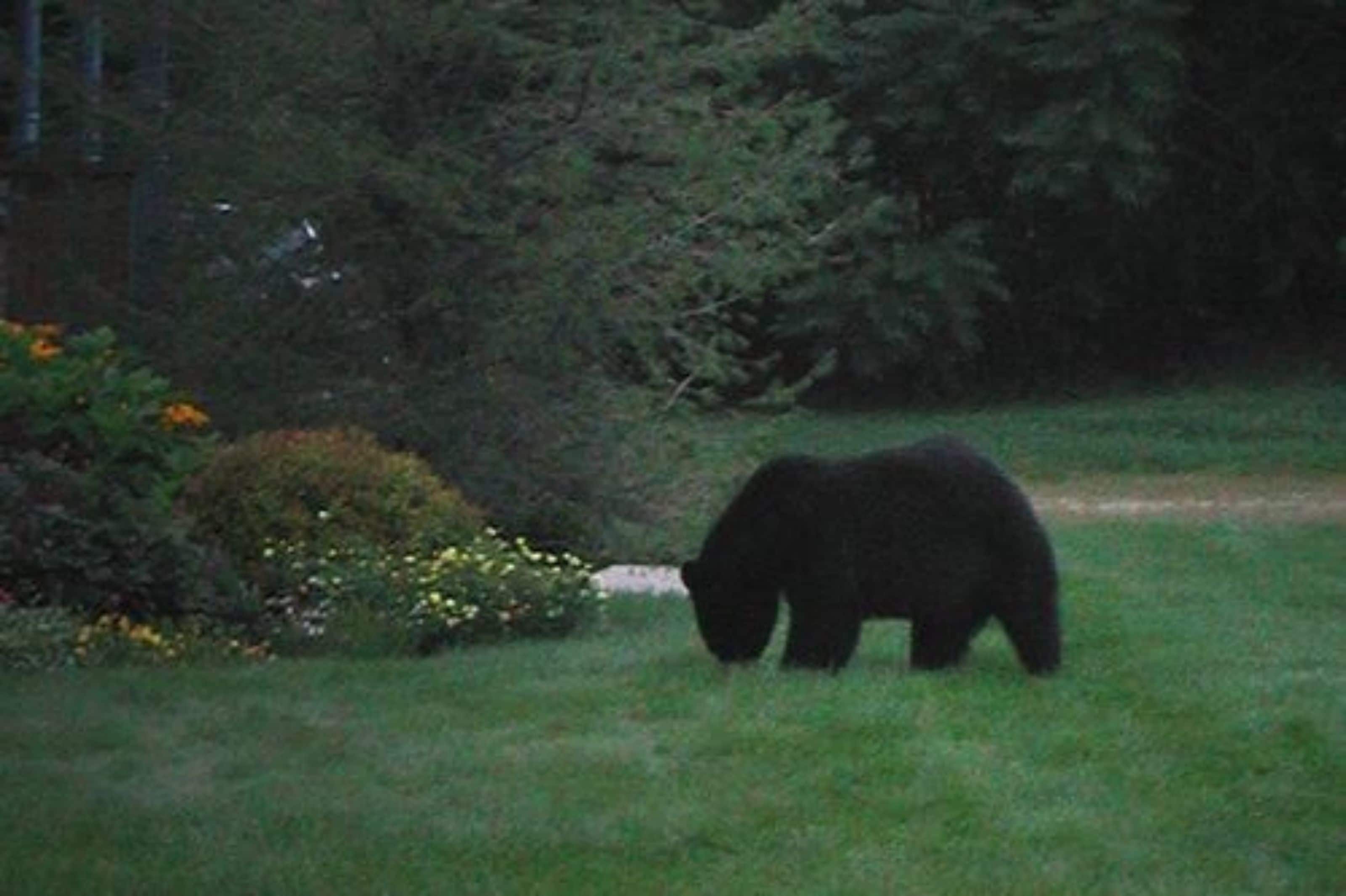 Un oso en un área con pasto, árboles y arbustos.
