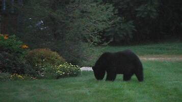 Un oso en un área con pasto, árboles y arbustos.