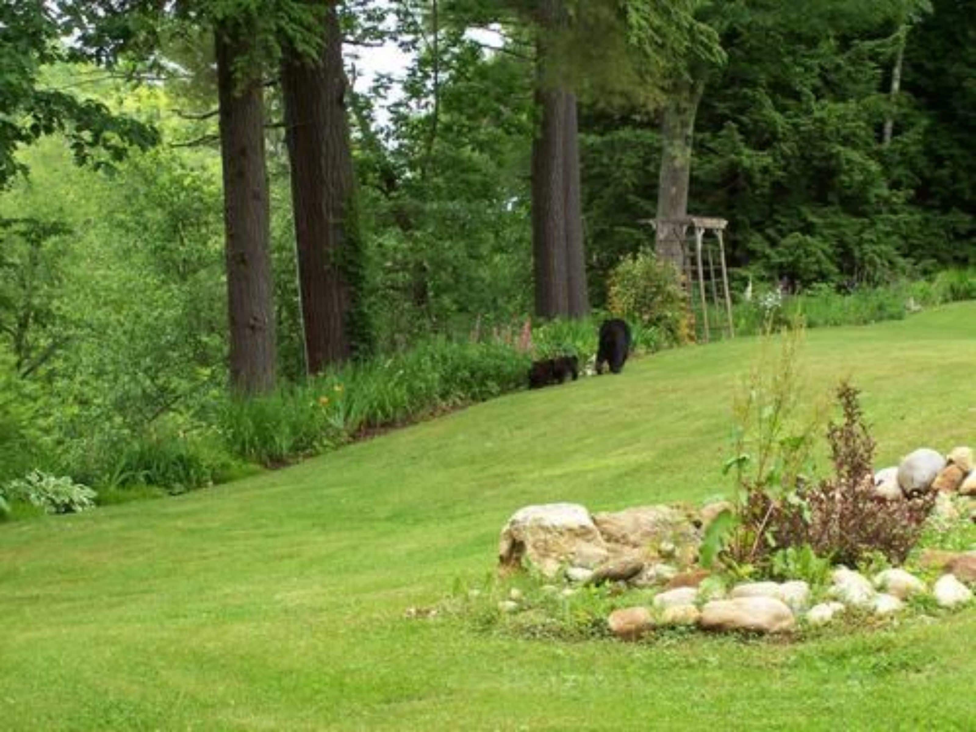 A grassy outdoor area with a stone wall and a wooden structure.