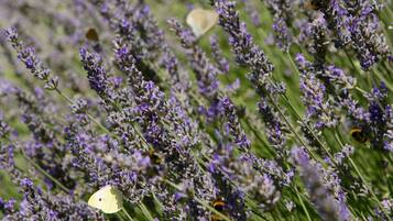 A field of lavender with a butterfly and a bee.