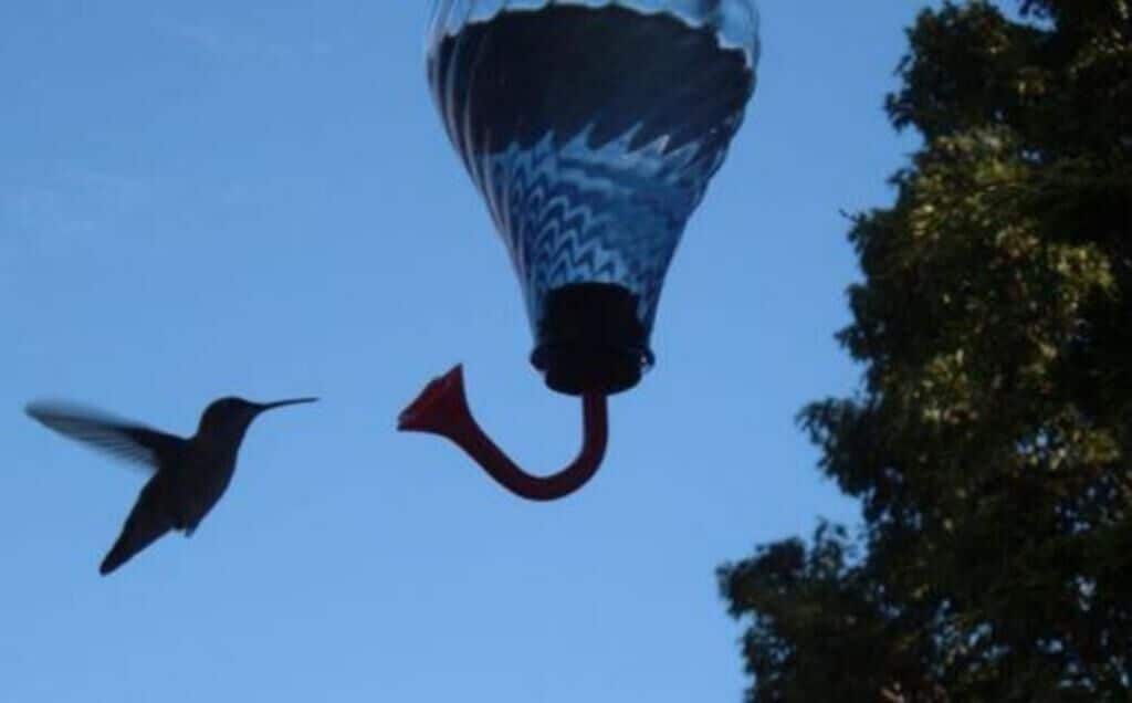 Un ocell volant prop d'una làmpada penjant.