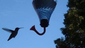 Un ocell volant prop d'una làmpada penjant.