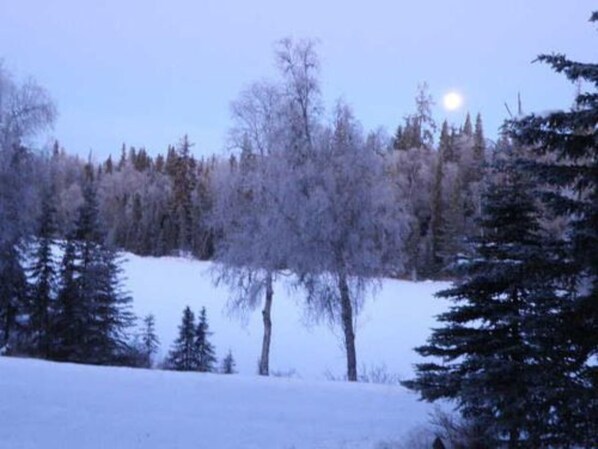 Ett snötäckt landskap med träd och en klar himmel.