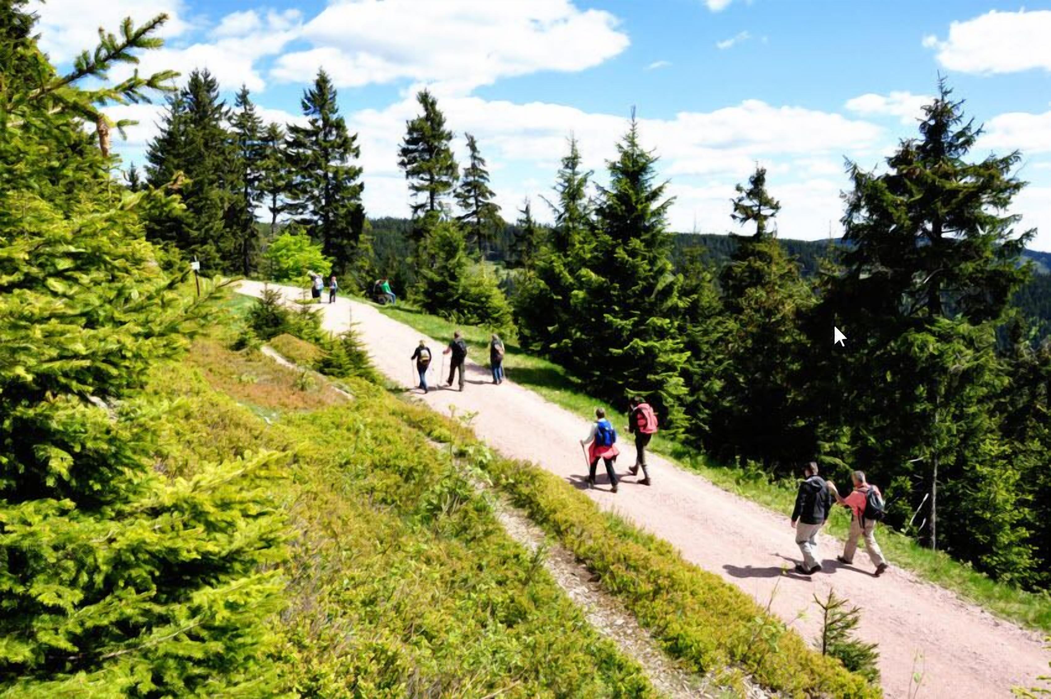 A dirt path through a forest with hikers.