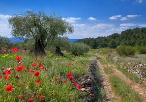 Exterior - Contact Hôtel Restaurant Le Minervois (Caunes-Minervois)