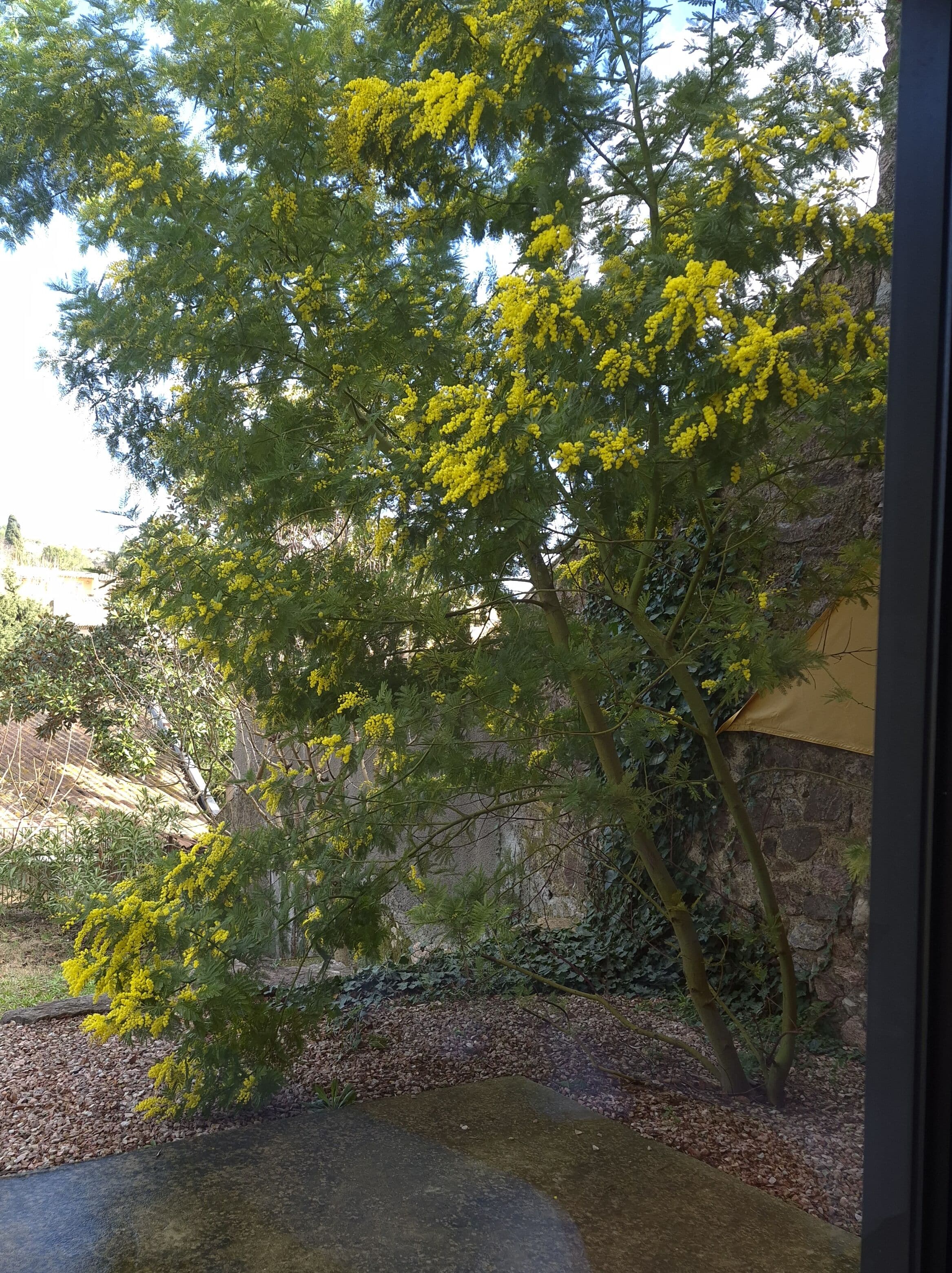 Un árbol con flores amarillas en un jardín con un muro de piedra y un sendero pavimentado.