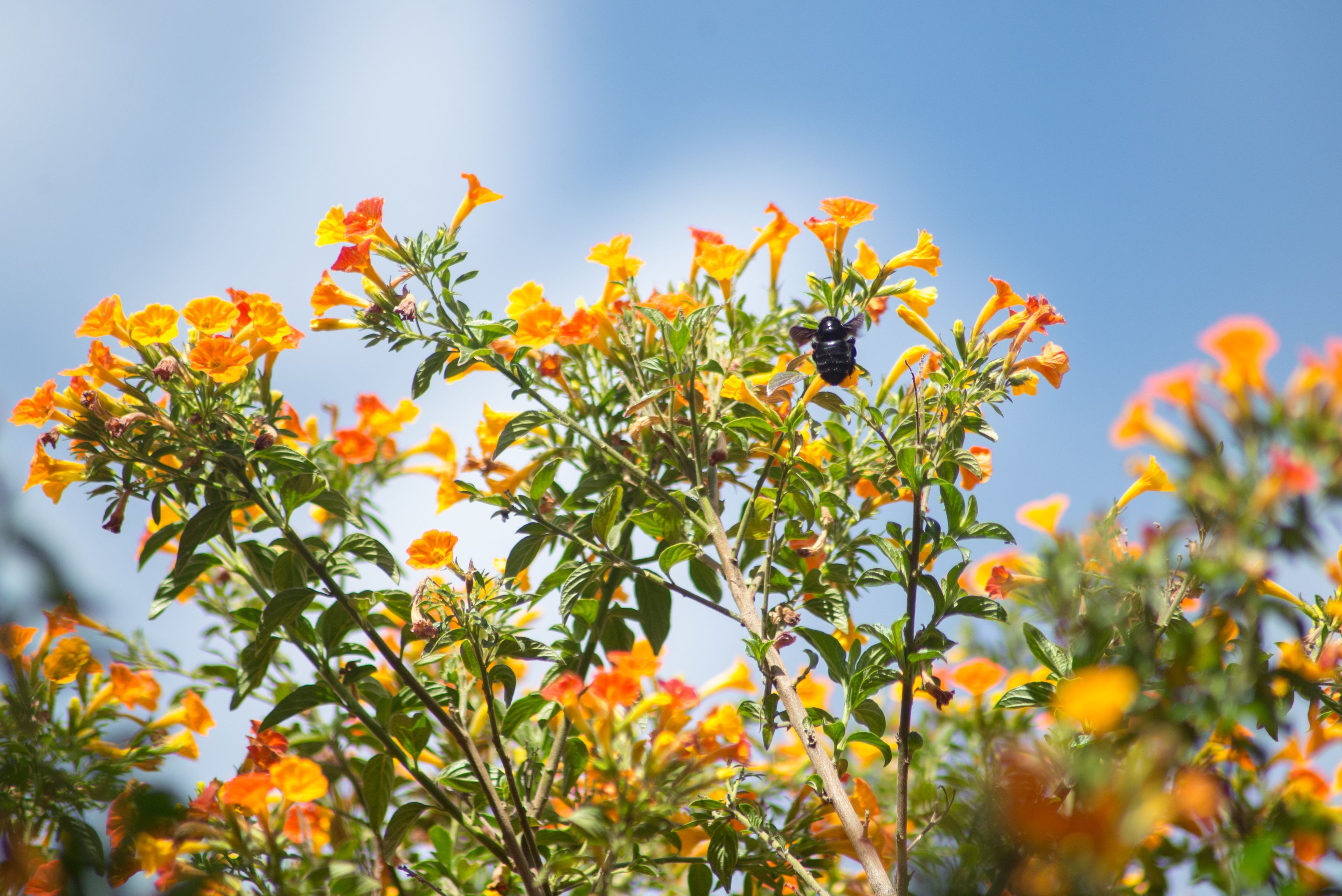 Photo - Amaru Colonial