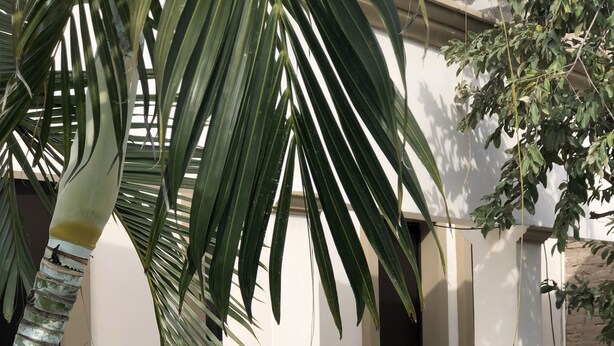 Property amenity - Hotel Casa 511 (Mazatlán)