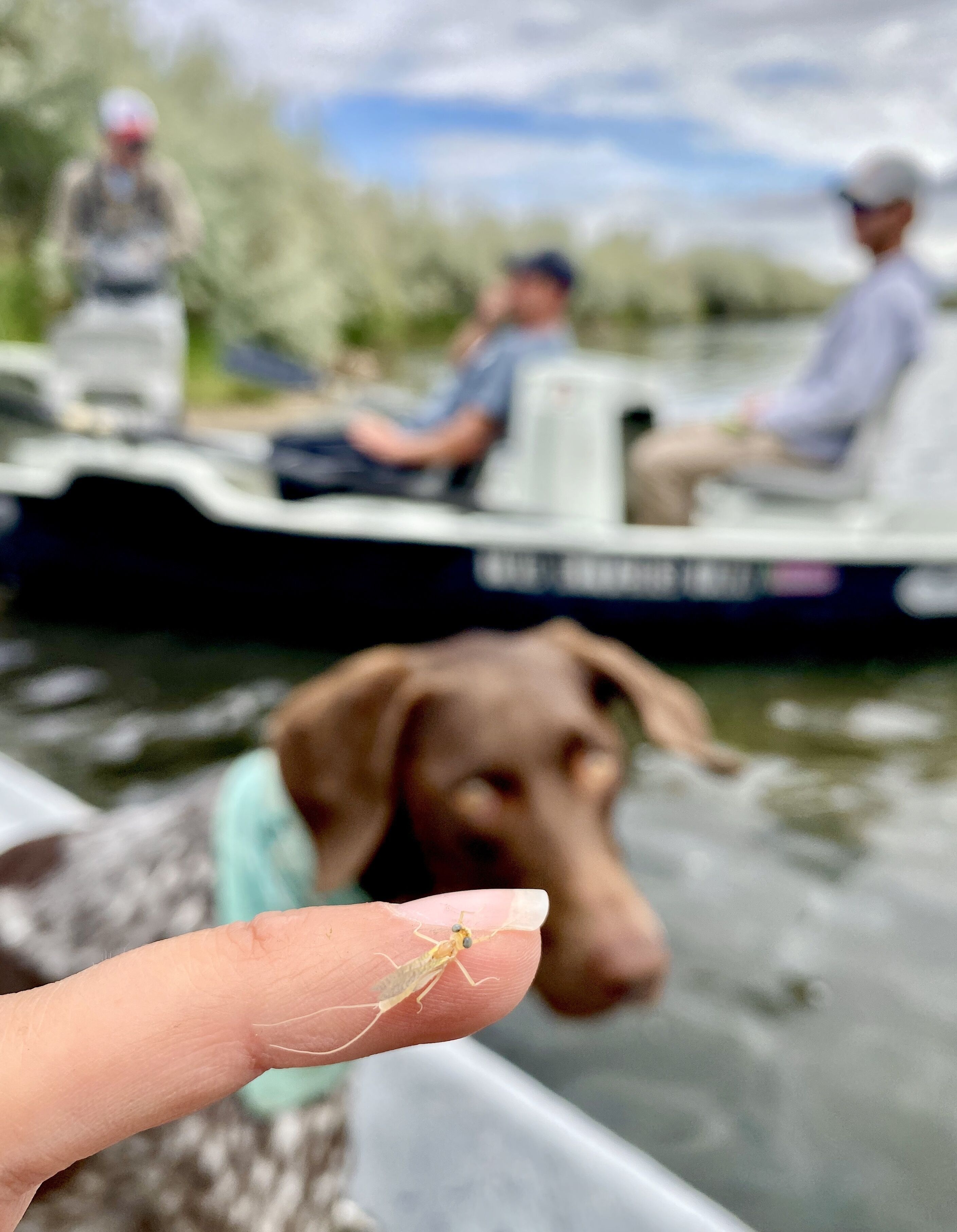 A close-up of a dog's nose with a small insect on a finger, and a blurred background of people on a boat.