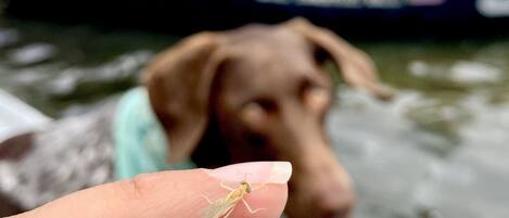 A close-up of a dog's nose with a small insect on a finger, and a blurred background of people on a boat.