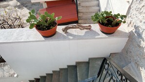 Eine Treppe mit Geländer, zwei Kübelpflanzen und eine rote Tür im Hintergrund.