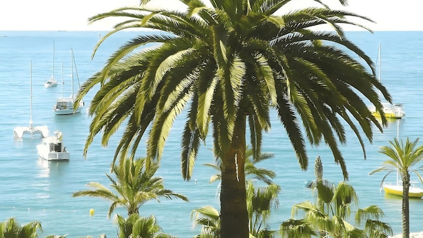 A palm tree in the foreground with a marina and boats in the background.