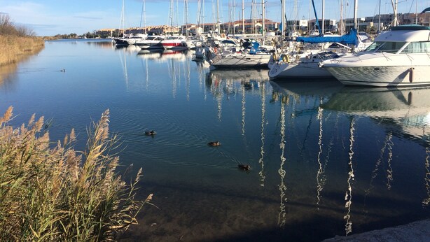 Una marina con varios barcos amarrados a la orilla del agua.