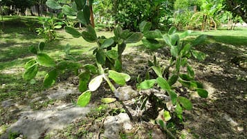 Jardín