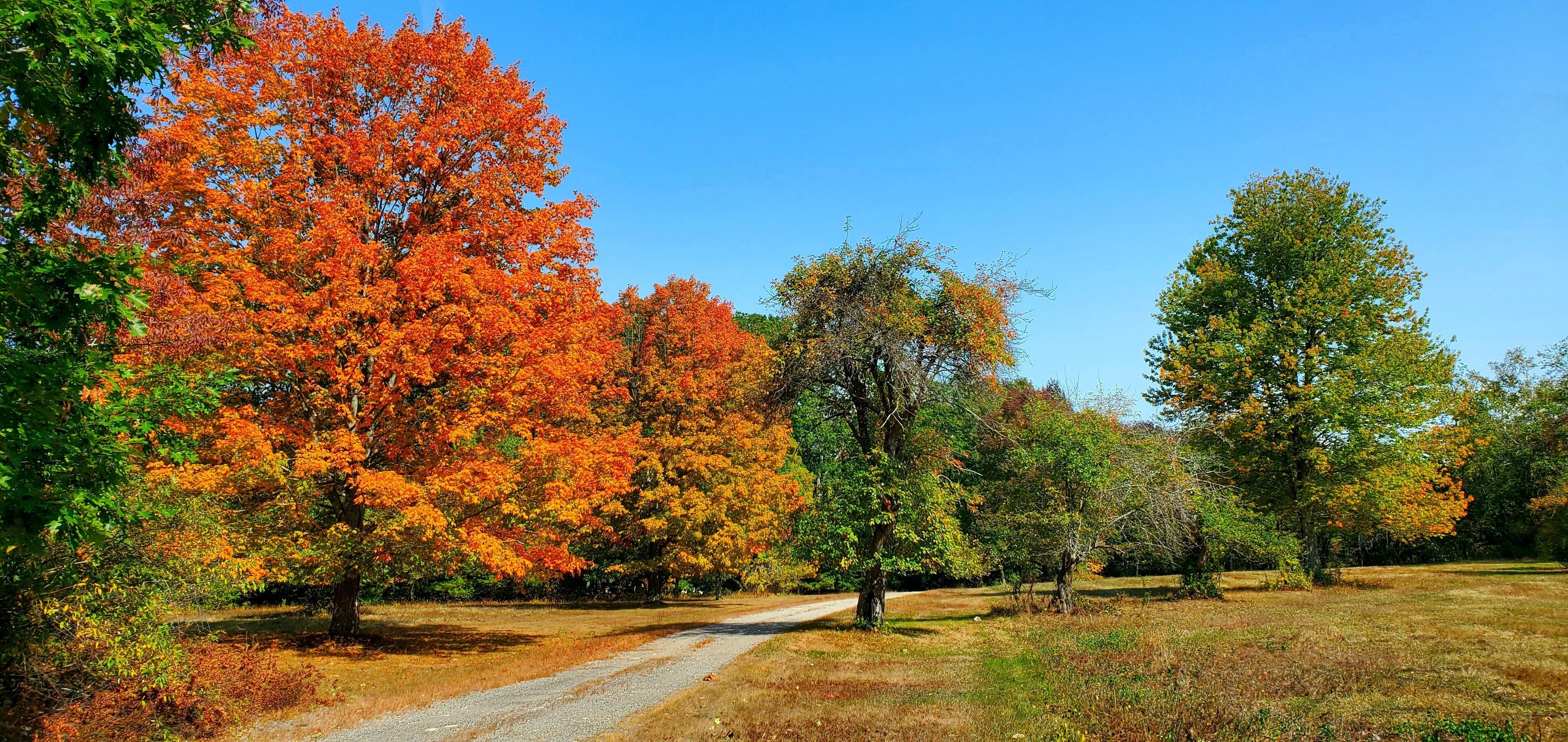 A gravel path leading through a park with autumn-colored trees.