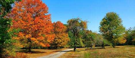 A gravel path leading through a park with autumn-colored trees.