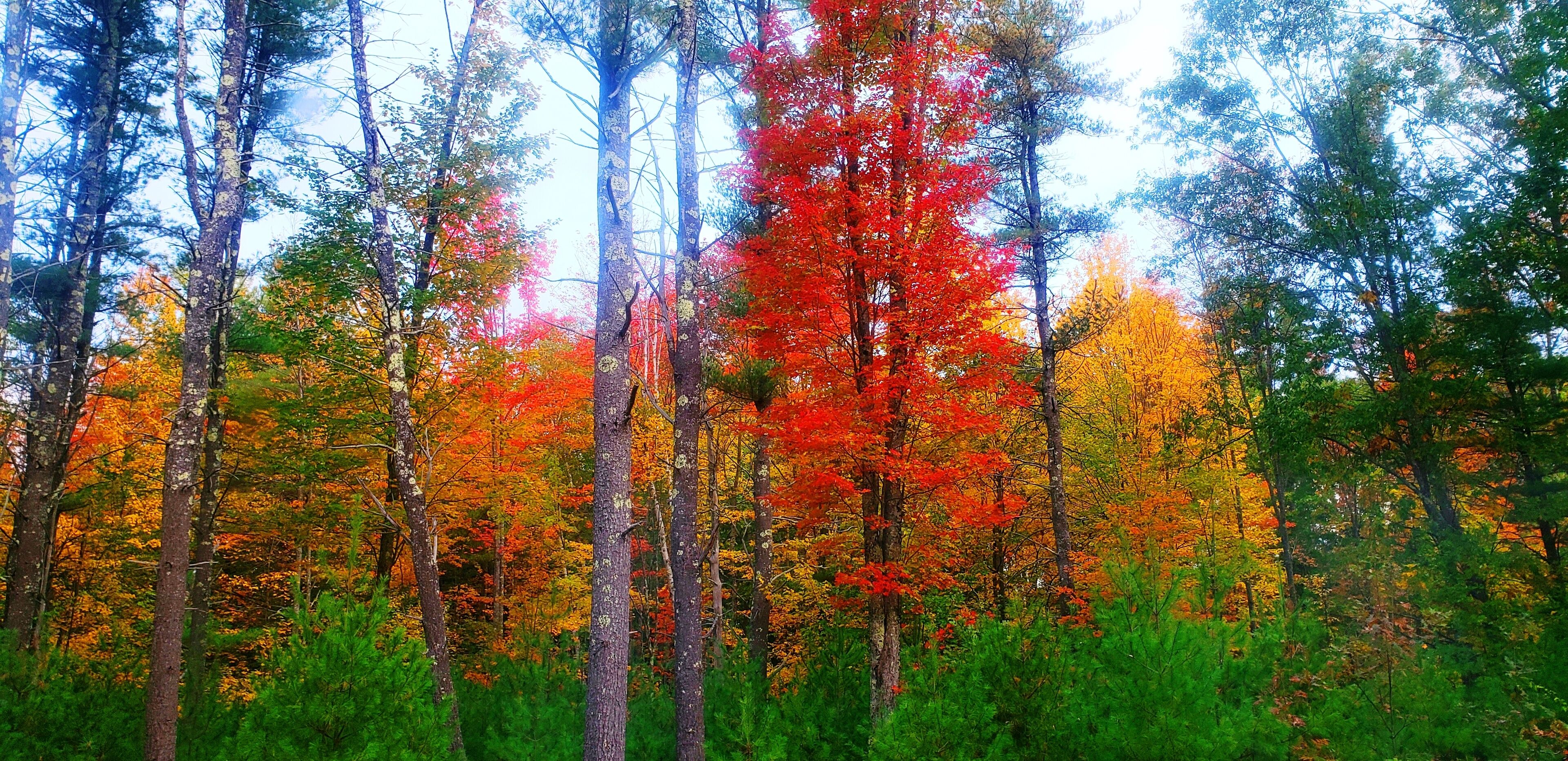 A forest with tall trees and dense foliage.
