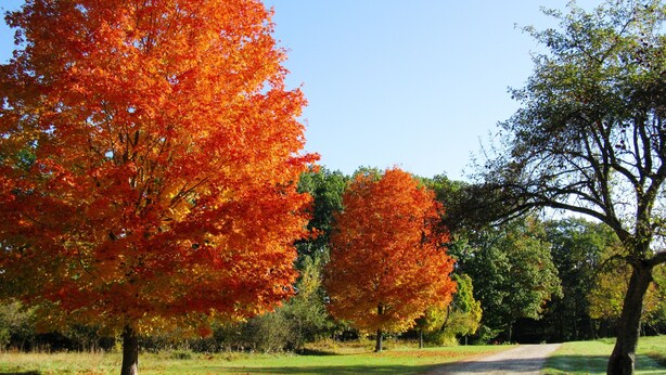 A dirt path in a park with autumn foliage.