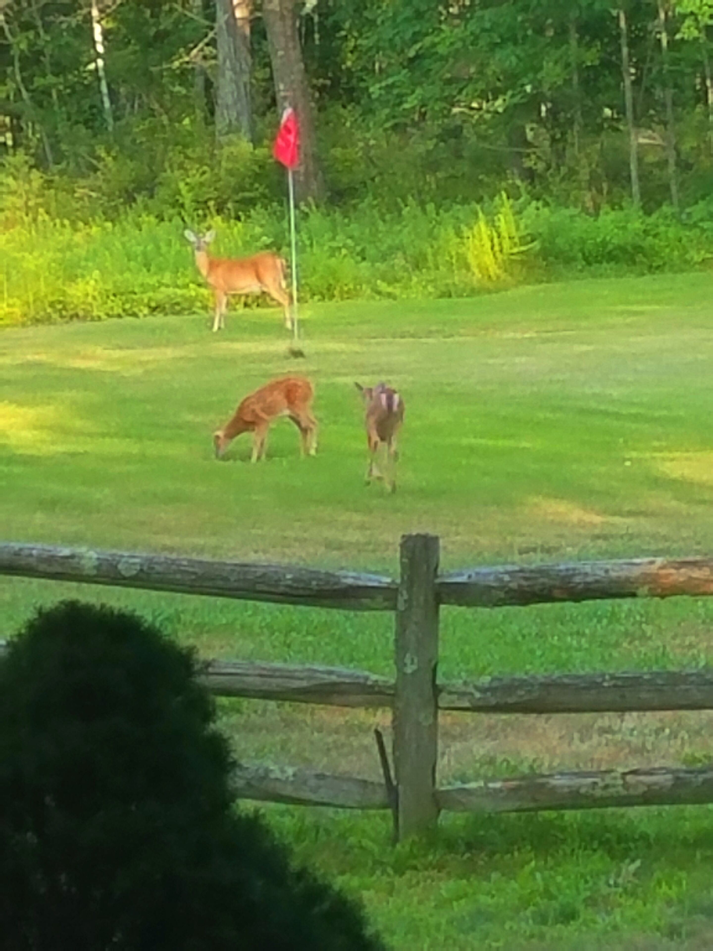 A fenced grassy area with a red flag, trees, and a deer in the background.