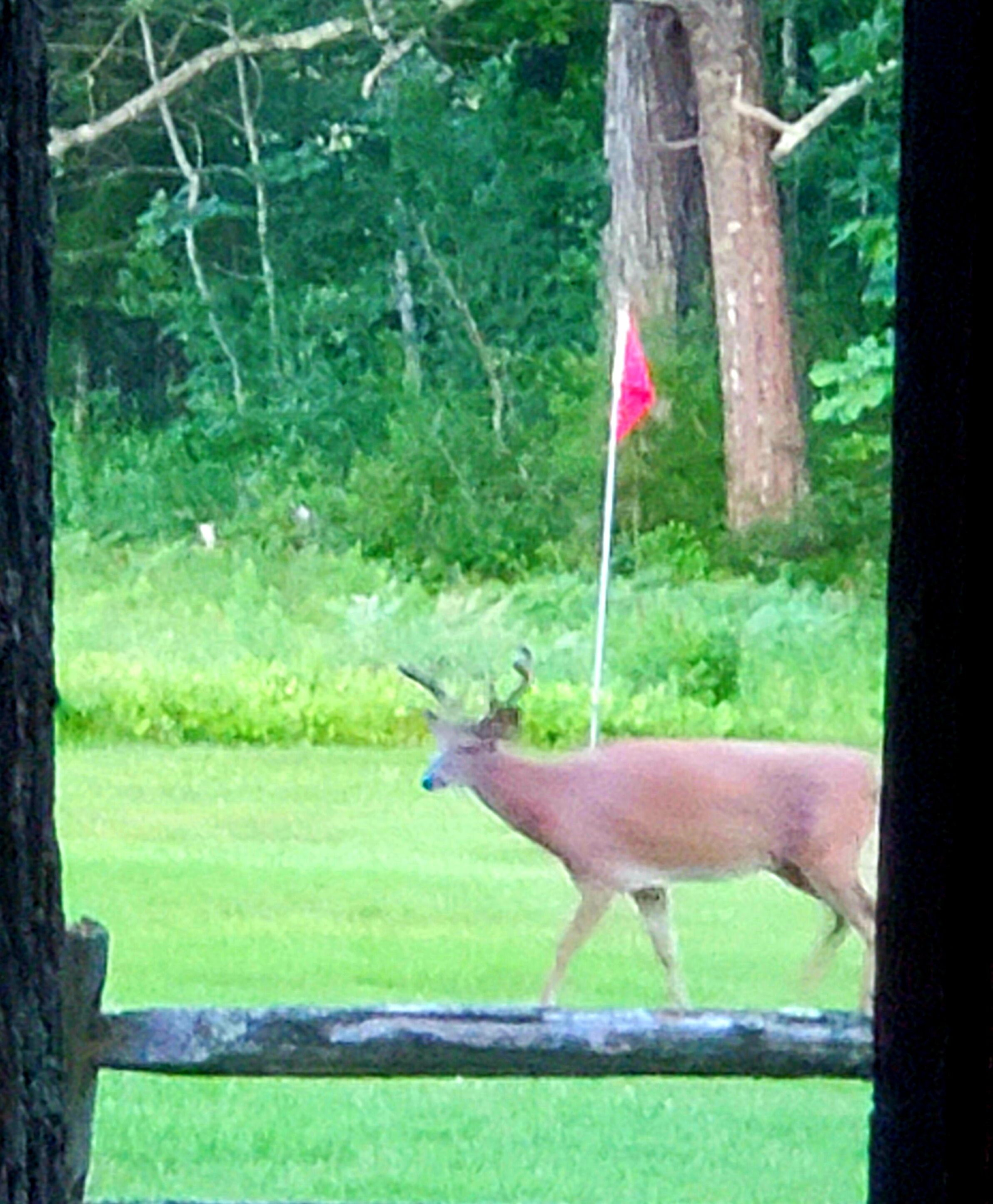 Un cerf se trouve dans une zone herbeuse, avec des arbres et un drapeau en arrière-plan.