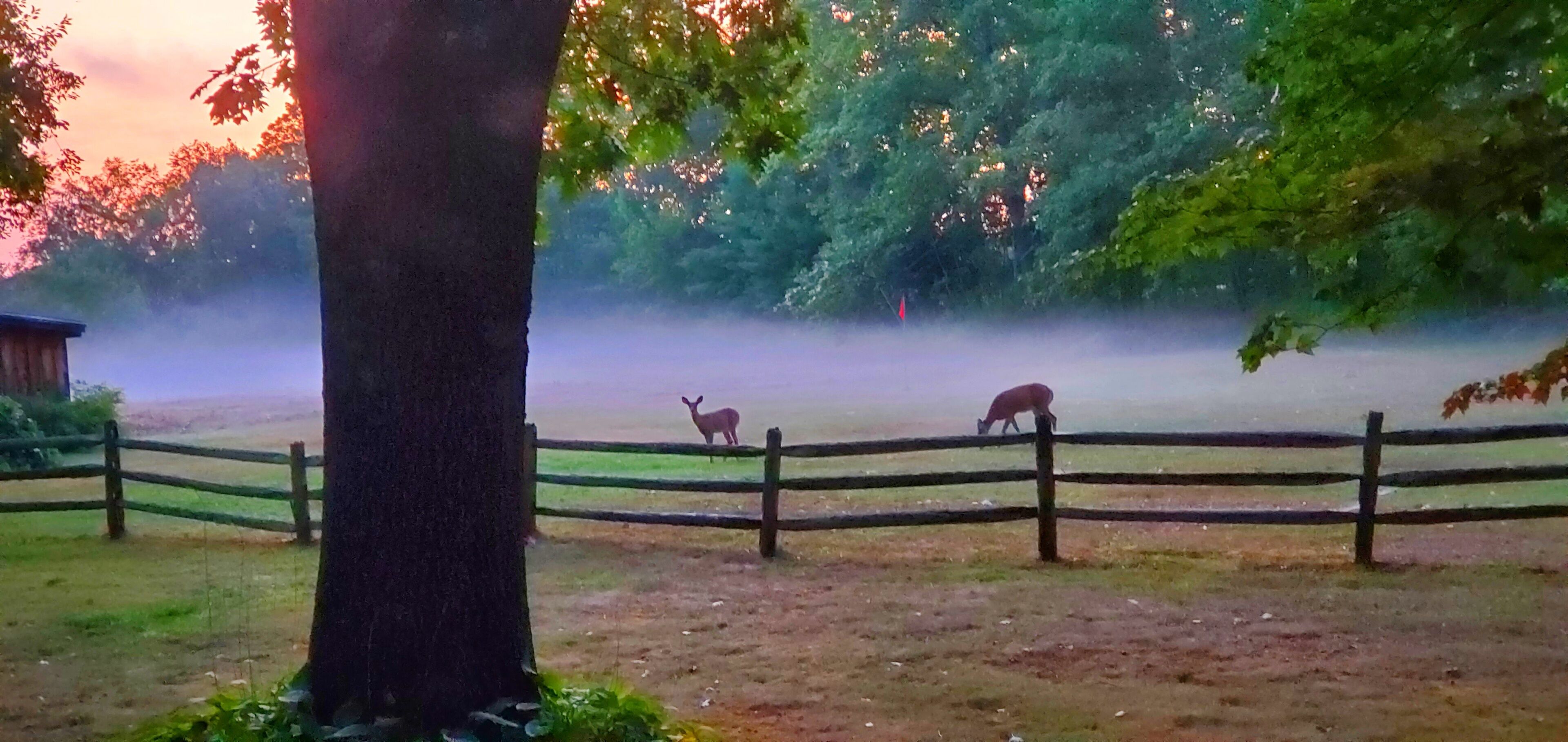 A rural landscape with a wooden fence, a tree, and two deer grazing in the distance.