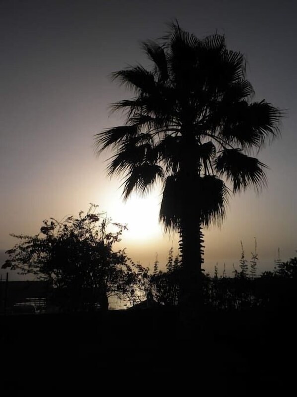 Silueta de una palmera contra un cielo al atardecer.