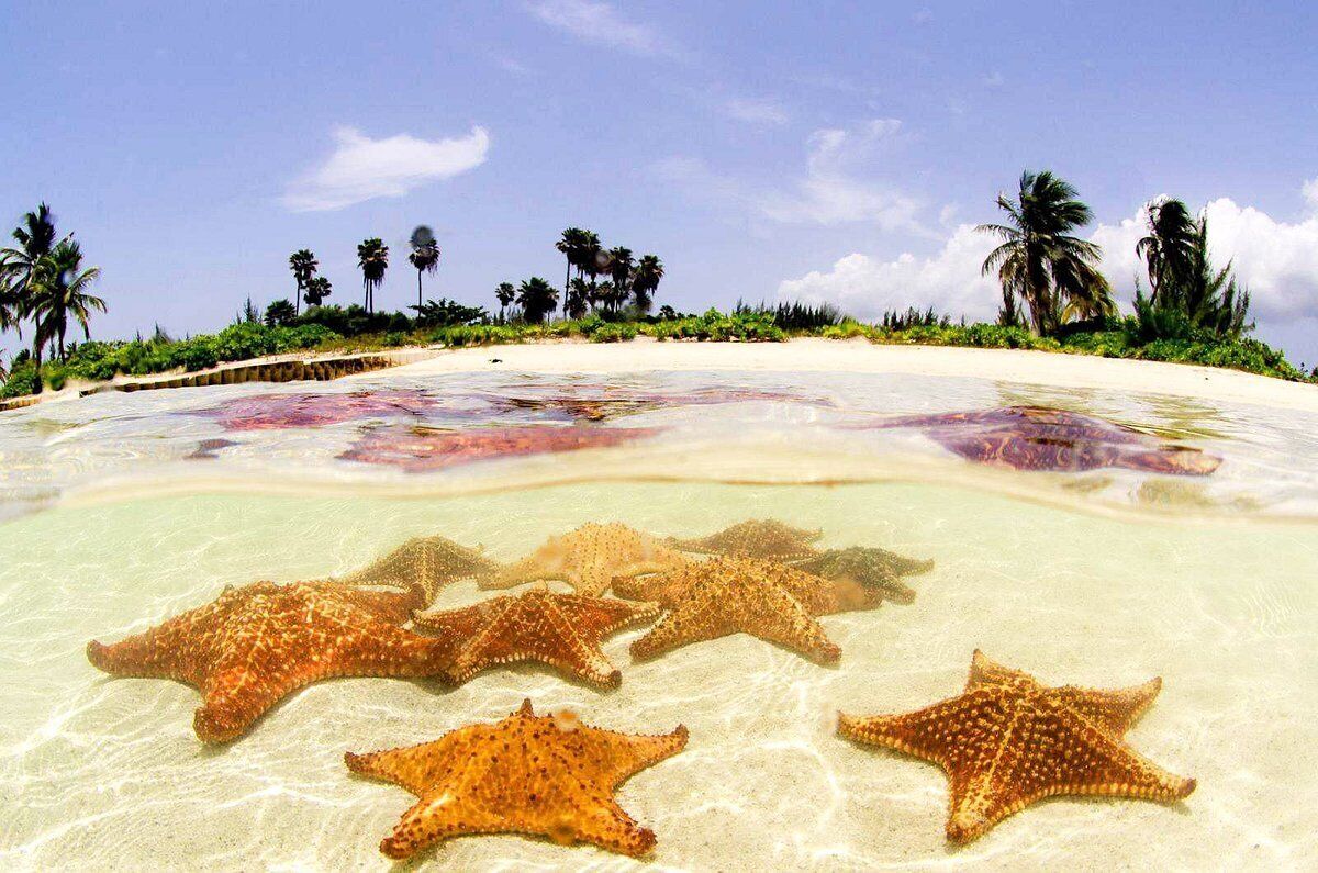 A beach with starfish on the sand and palm trees in the background.