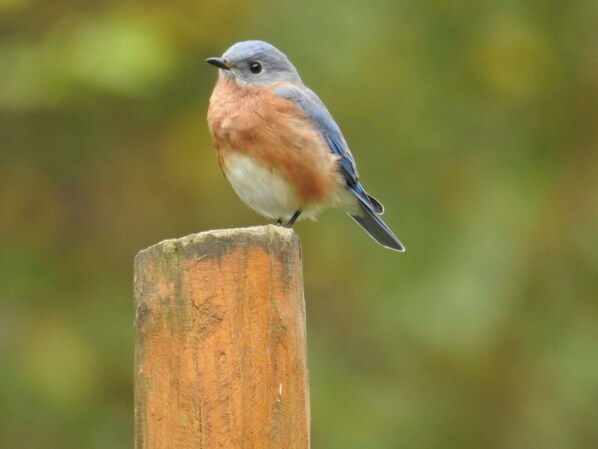 Un oiseau était perché sur un poteau en bois.