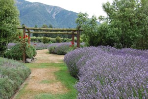 A garden pathway leading to a wooden arbor with red flowers, surrounded by lavender fields and trees, with mountains in the background.