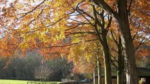 A pathway lined with trees displaying autumn foliage, leading to a stone wall and a rustic building. - Luxuriously Restored Family Friendly 300 year old English Country Cottage  (Westow)