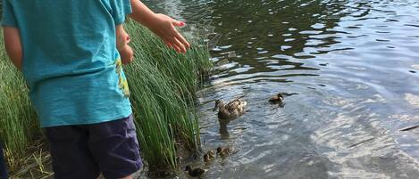 A lake with ducks and a fountain in the background.