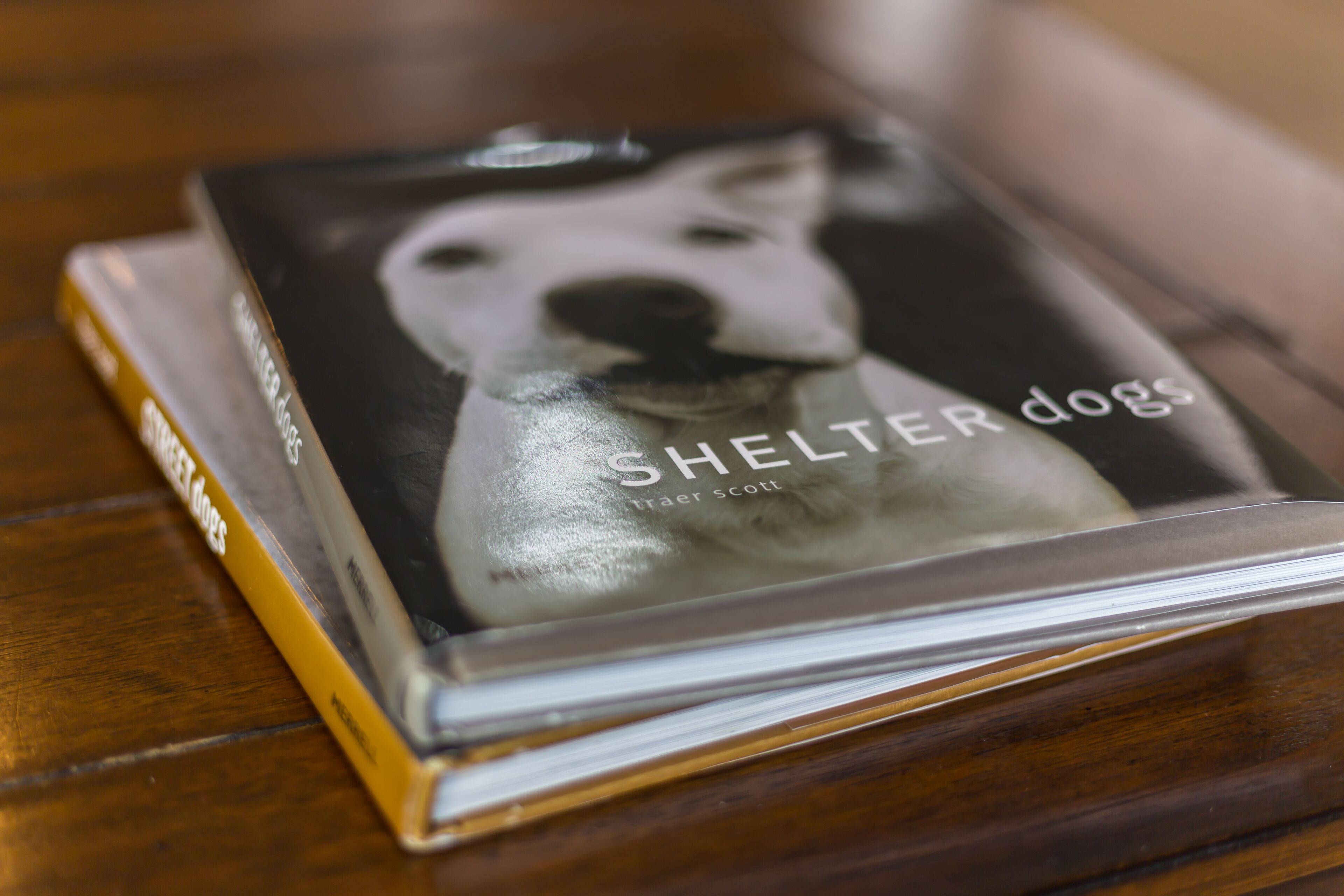 A book titled 'Shelter Dogs' by Trae Scott on a wooden surface.